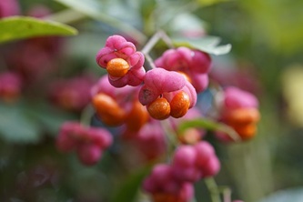 euonymus-europaeus-8353310_640