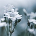 fluffy-bird-string-9589605_640