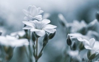 fluffy-bird-string-9589605_640