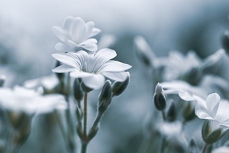 fluffy-bird-string-9589605_640