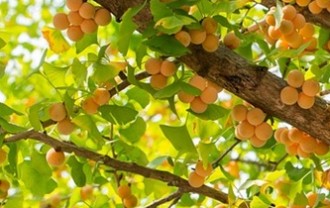 ginkgo-fruits-4931906_640