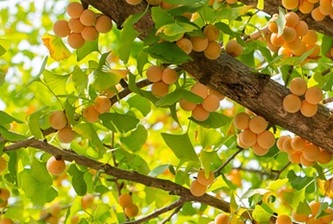 ginkgo-fruits-4931906_640