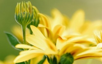 flower-7192379_640 (1)