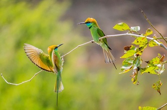 pavanprasad_ind-bee-eaters-6956365_640