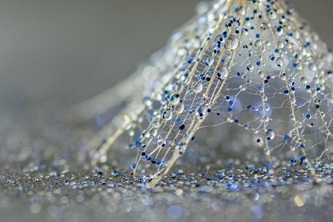 theorchard1-dandelion-4579444_640