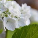 mrbassdeluxe-flower-8094368_640