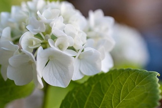 mrbassdeluxe-flower-8094368_640