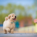 jackielsy-dog-9830825