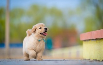 jackielsy-dog-9830825