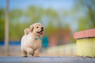 jackielsy-dog-9830825