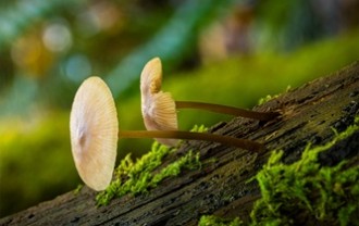 ken1843-mushrooms-8328101