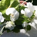 shutterbug75-wedding-1238432