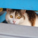 miezekieze-cat-10345214