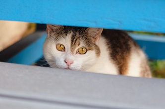 miezekieze-cat-10345214