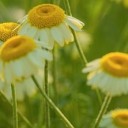 couleur-chamomile-10353965_640