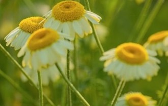 couleur-chamomile-10353965_640