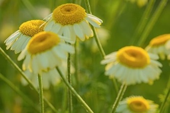 couleur-chamomile-10353965_640