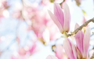 jillwellington-magnolias-4186035_640