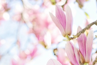 jillwellington-magnolias-4186035_640