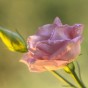 『私の夫と結婚して』原作と決定的に異なる部分