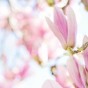 ネットフリックス『なりすましの鼠』韓国の昔話と最後まで見ての感想