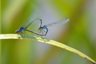 dragonflies-965933_640