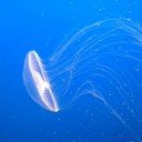 jellyfish-474059_640