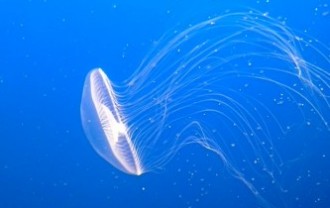 jellyfish-474059_640