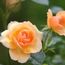 rose-616013_640