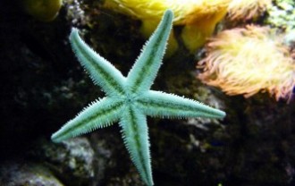 starfish-604234_640