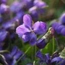 scented-violets-1077159_640