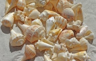 sea-shells-1235586_640