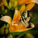 butterfly-144053_640