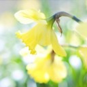 daffodil-1358942_640
