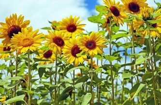 sunflower-1495136_640