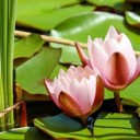 water-lily-1520315_640