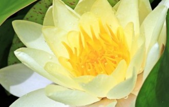 water-lily-1540390_640