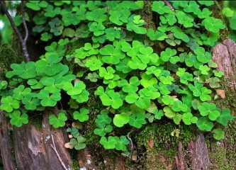 forest-clover-349975_640