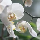 orchid-4780_640