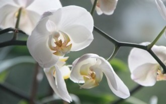 orchid-4780_640