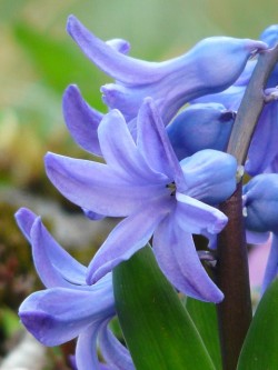 garden-hyacinth-49796_640
