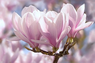 tulip-magnolia-1325396_640