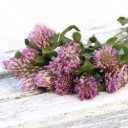 red-clover-1589711_640