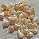 sea-shells-1235586_640-1