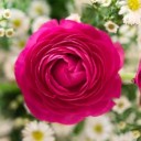 bouquet-1645390_640