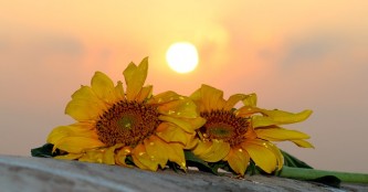 sunflower-1557101_640