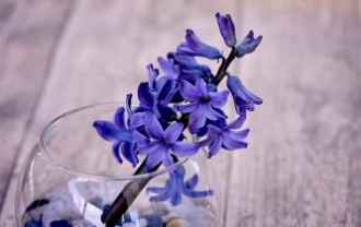 hyacinth-772059_640