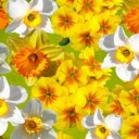 daffodils-1270735_640