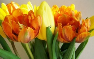 tulip-bouquet-2006029_640