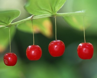 red-berries-726921_640